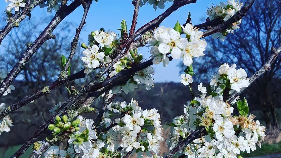 Augernik Fruit Farm