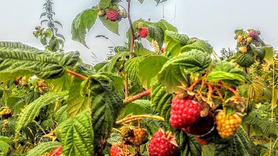 Augernik Fruit Farm