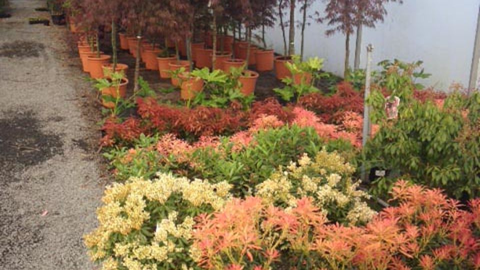 Landscape Plants (Cleobury ) Ltd