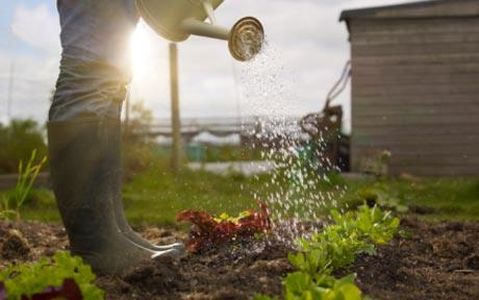 Allotments 