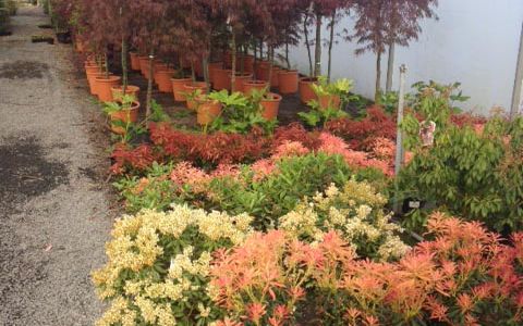 Landscape Plants (Cleobury ) Ltd