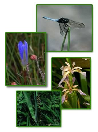 wildlife-in-cleobury